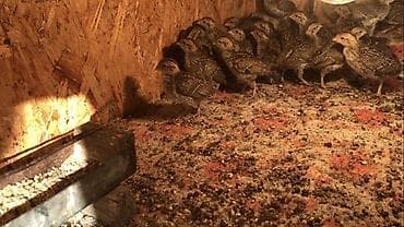 машинки для стрижки животных: Продаю цыплят Виргинская куропатки 15 дней им, окрас обычный так же — 2