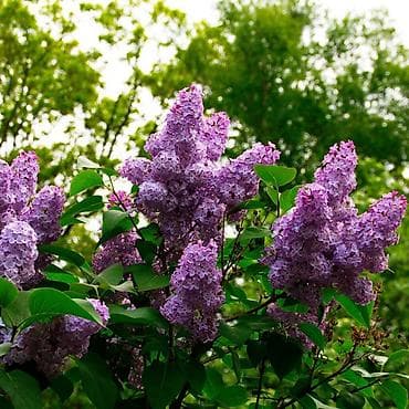 СРОЧНА КУПИМ СИРЕНИ И БУКЕТ СИРЕНОВ, "ЗВОНИТЕ ""