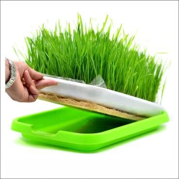 семена микрозелени: Лоток для выращивания микрозелени — 3