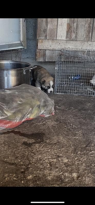 щенки русский спаниель: Продается чистокровный алабай щенки почти месяц крупные бодрые — 2