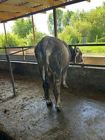 прибор для измерения кислорода в воде: Продаю | Бык (самец) | На откорм | Привязанные — 3