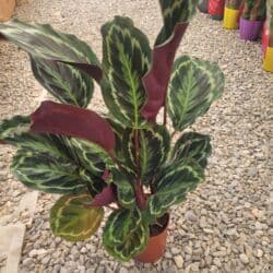 аквариум с рыбой: Комнатные растения в горшках Оптом и розницу - Антуриум (красные — 25