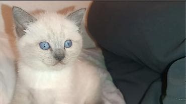 Мышыктар: Котёнок с окраcом колор-пойнт (светлая шерсть с темными ушками, маской — 2