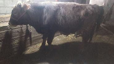 прадаю баран: Продаю | Бык (самец) | Швицкая | На откорм — 7