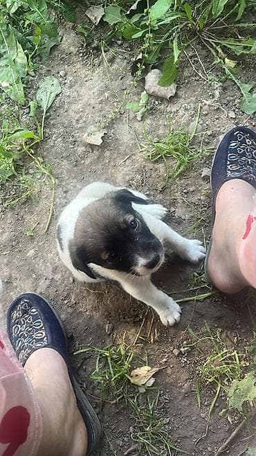 продаю животных: Дворняжка, 2 месяца, Самка, С прививкой — 1