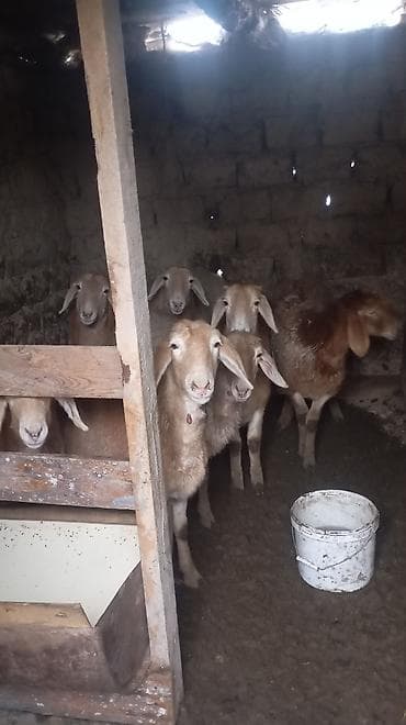 витамины для овец: Продаю | Овца (самка) | Арашан | Для разведения | Ярка — 1