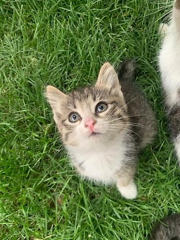 Мышыктар: Отдам в добрые руки. Котята ищут свою семью🐾 🤍 Белая девочка — 5