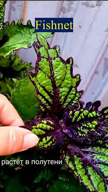 алма яблока: Открыта продажа сортовых КОЛЕУСОВ. цена за срез 100 сом.В коллекции — 10