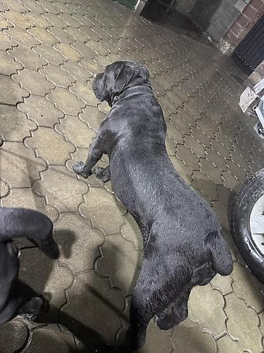 cane corso: Кане-корсо, 2 месяца, Самец — 5