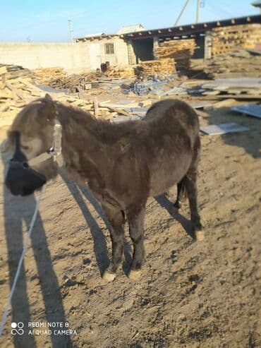 где можно купить молодых кур несушек: Продаю | Конь (самец) — 2