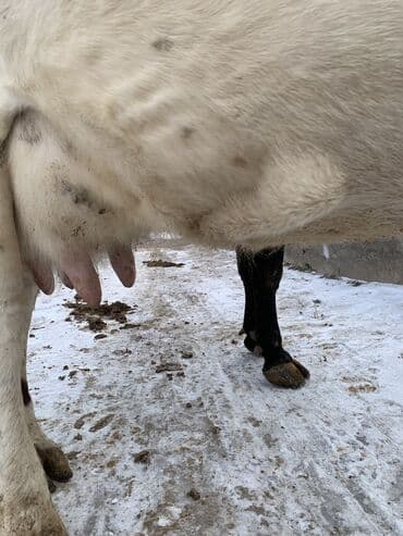 телка торпок: Продаю | Корова (самка) | Алатауская, Симментальская | На откорм, Для разведения, Для молока | После отела — 6