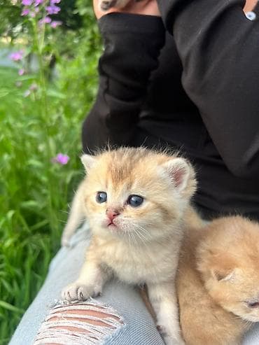 Продажа кошек: Готовы к брони шикарные плюшевые ласковые котята ручные скотиф фолд — 5