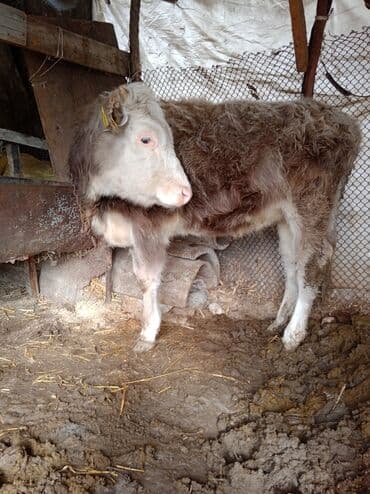 Продаю | Музоо, торпок | Алатауская | Для разведения