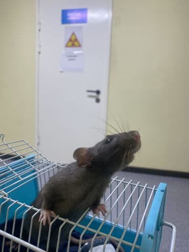 товары для собак: Крыска ищет себе НАДЕЖНЫХ хозяев . Очень активная, любит гулять — 6