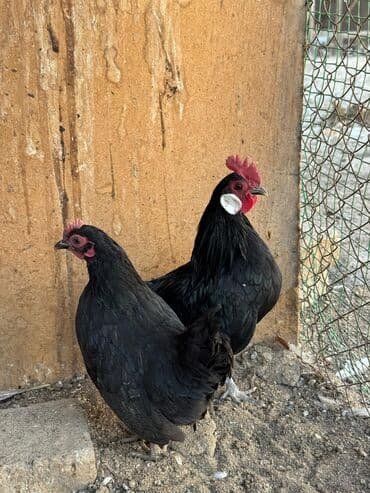 рэгдолл кошка купить: Продам карликов — 8