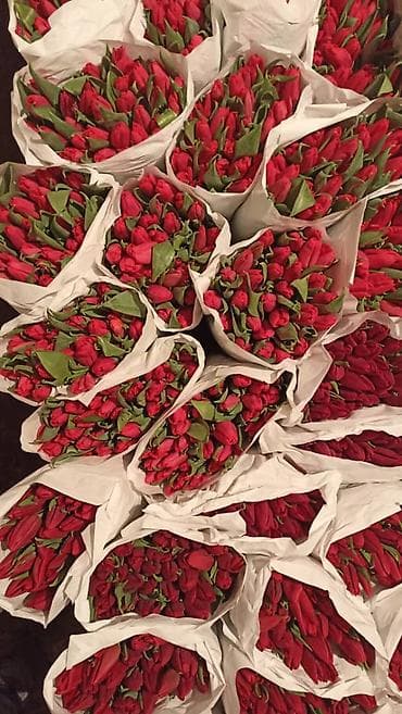 где купить тюльпаны оптом: Тюльпан оптом и в розницу,Тюльпаны срезанные, сортовые, упаковка по — 3