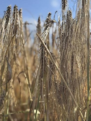 килограмм пшеницы цена: Арпа сатылат, сорт космос, уруктука биринчи репродукция, сугарылган — 4