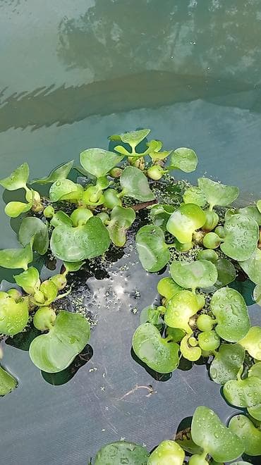 хойа: Водное растение: Эйхорния (водяной гиацинт) - Плавающее декоративное — 2