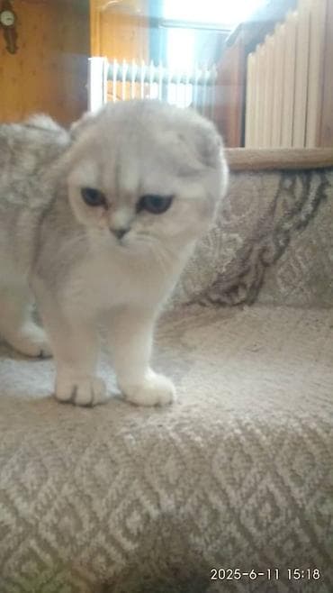 экзотическая короткошёрстная кошка: Продается мальчик шотландской пароды (серебренная шиншилла)фолд. Этот — 6