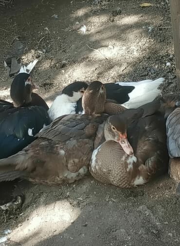 купить птенца волнистого попугая: Молодые индоутки и селезни — 1