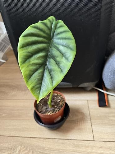 цветы монстера: Сциндапсусы,сансевиерии ва,алоказия,бегония макулата монстера — 10