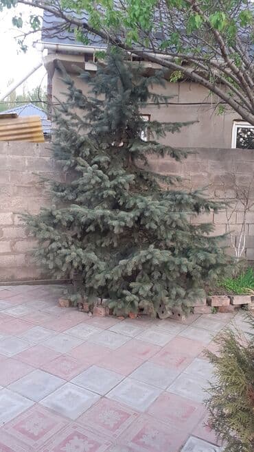 фикус али: Көчөттөр дарактардын: Карагайлар, Өзү алып кетүү — 9