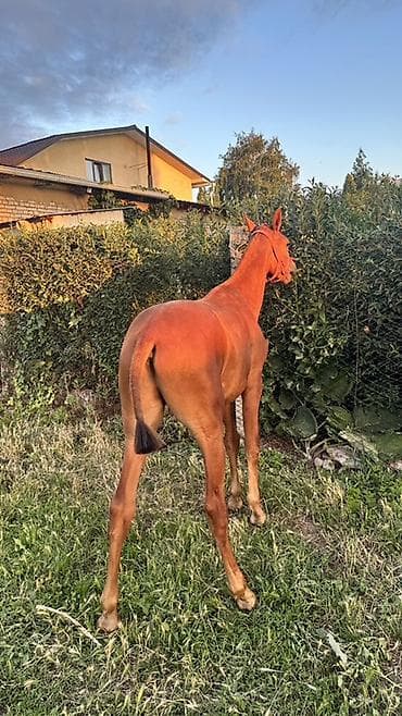 Айыл-чарба жаныбарлары: Сатам | Байтал | Ат спорту — 5