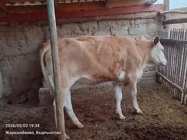 Продаю | Корова (самка) | Для разведения