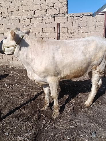 на племя: Продаю | Тёлка | Шароле, Абердин-ангус | На откорм, Для разведения, Для молока | Племенные, Не стельные, Искусственник — 8