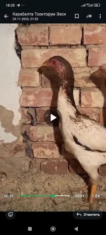 бойцовые даканы: Продаю | Петух | Бойцовая | Для разведения — 8