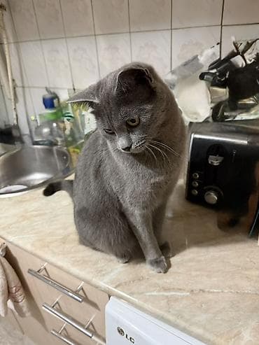 бурманская кошка бишкек: Британская короткошёрстная, 1 год, Мальчик, Голубой — 2