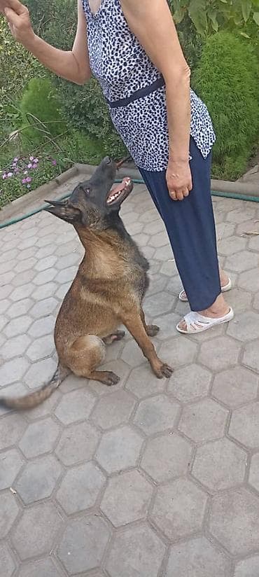 пропала собака хаски: Пропала собака овчарка серо коричневый окрас морда черная возраст 1 — 4