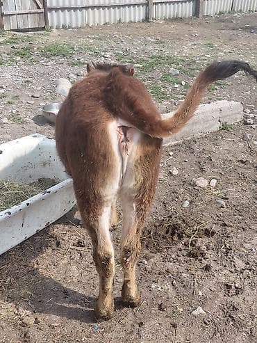 купить корову монбельярд: Продаю | Тёлка | На откорм | Привязанные — 3