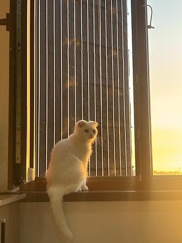 cat sofa: Скотиш Фолд (Шотландская вислоухая), 1 год, Девочка, Белый, Приучена к лотку — 2