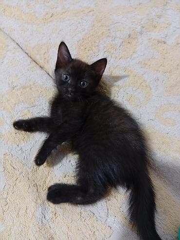 одам дарам: Котята 1 месяцев рыжий мальчик чёрная девочка — 4