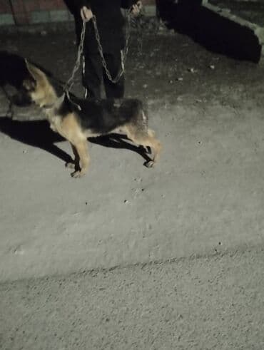 Вязка собак: Немецкая овчарка, 7 месяцев, Самец, С прививкой — 6