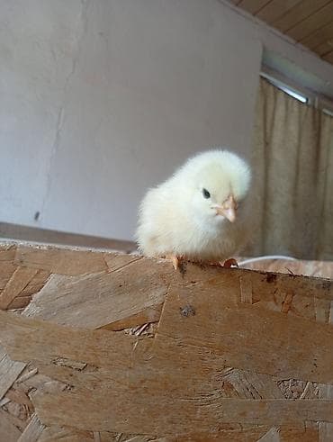 мясо кролик: Продаю | Цыплята | Бройлерная | На забой — 9