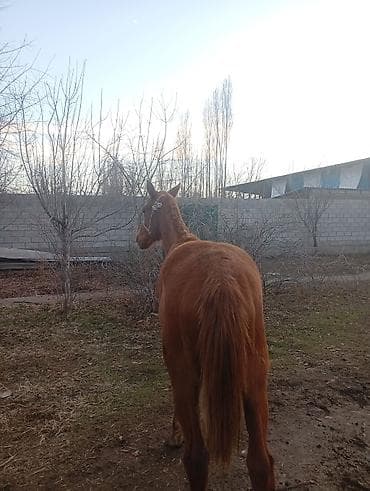 кой козу беловодский: Продаю | Жеребенок | Дончак | Рабочий — 3