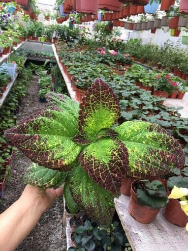 электроинструменты интернет магазин: Колеусы есть в стаканчиках и большие — 5