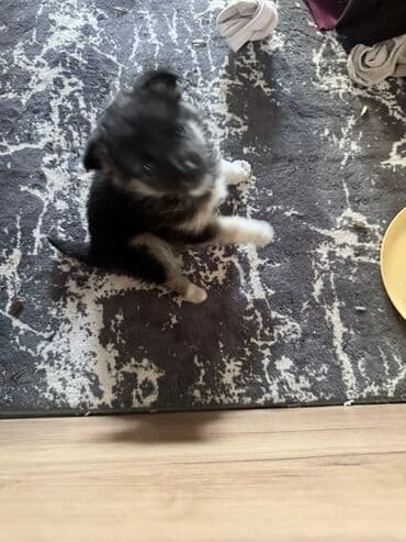 Вязка собак: Отдам щенка в хорошие руки 

Мальчик игривый — 3