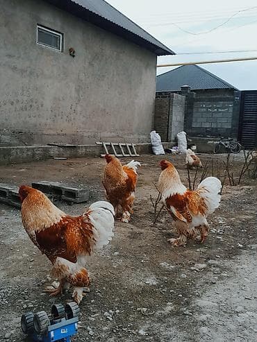 Башка жаныбарлар: Сатам | Короздор | Брама | Көбөйтүү үчүн — 1