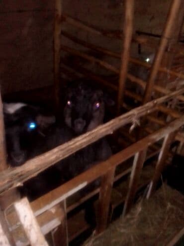 заненская коза: Продаю | Козлёнок | Для разведения — 6