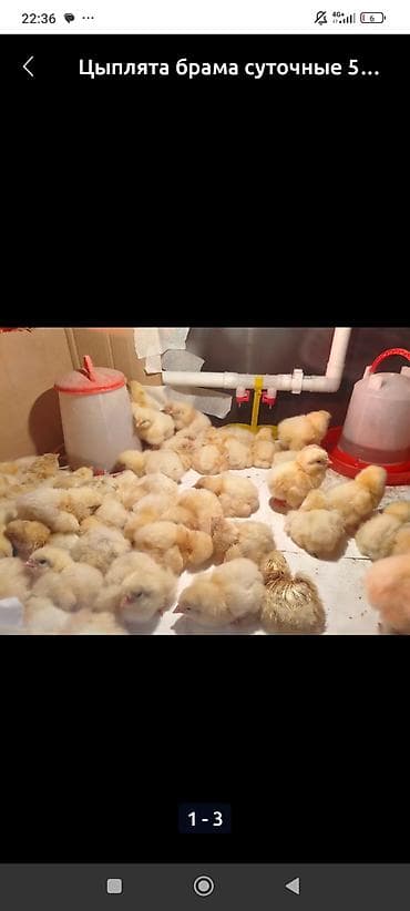 Продаю | Цыплята | Брама | Для разведения at lalafo.kg Продаю | Цыплята | Брама | Для разведения