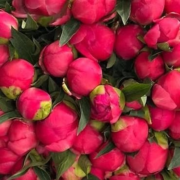 фикус бенджамин: Бесплатная доставка — 2