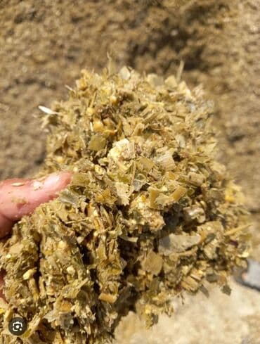 домашний кошка: Кукурузный силос Описание: - Корм для КРС, МРС и других — 1