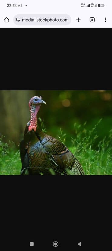 купить корову швицкой породы: Продаю | Индюк (самец) | Для разведения — 8