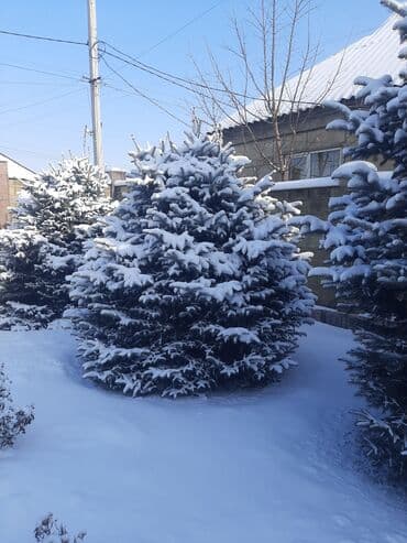 фикус али: Ёлки голубые 7штот 3мтр,до 5мтр — 4