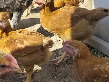 малёк рыбы: Продаю | Куры | Несушки — 10
