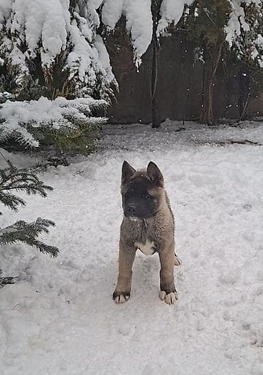 собаки акита: 1 месяц, Самка, С родословной — 10