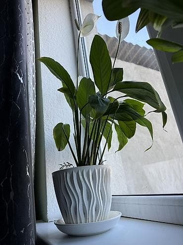 Спатифиллум (женское счастье) в декоративном горшке. Высота 60 см -